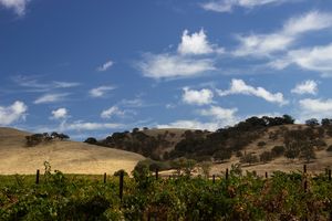 Hills and Vines